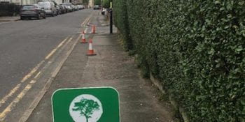 Hedge Cutting
