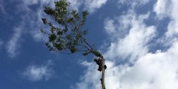 Tree Removal