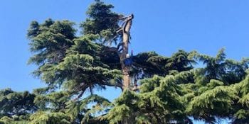 Tree Surgery