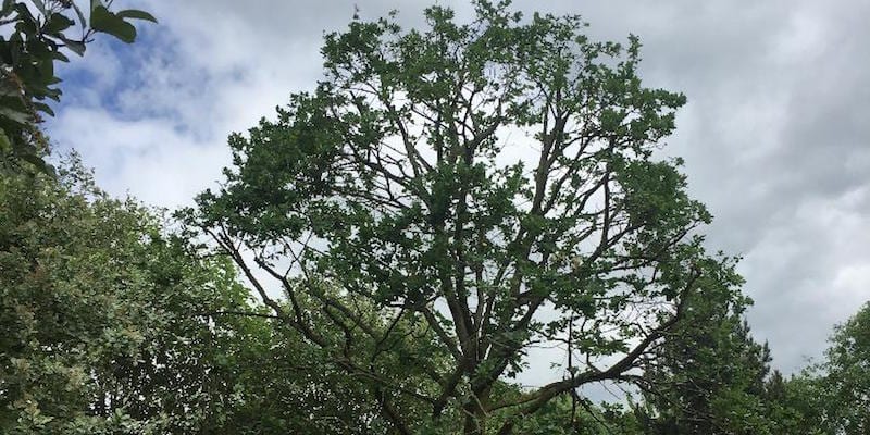tree surgery in the cotswolds