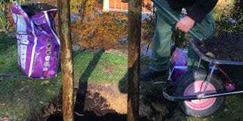 Tree Planting