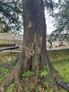 Beech stem clear signs of decay and distinction Minchinhampton 