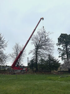 Beech tree felled using Crane Minchinhampton