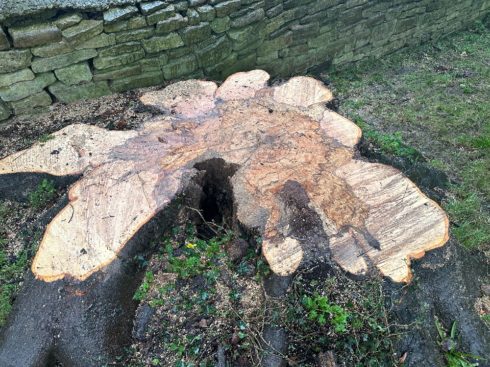 Safe Removal of Beech Tree in Minchinhampton, Stroud