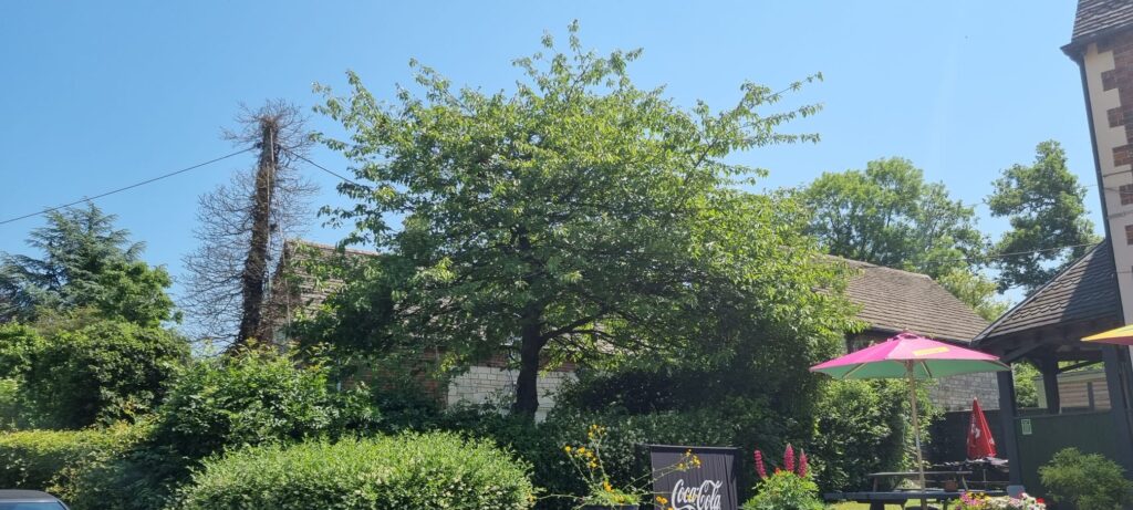 Cherry Tree Before Crown Reduction Haresfield Gloucestershire