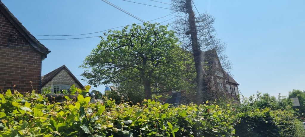 Tree Maintenance Cherry Tree After Crown Reduction
